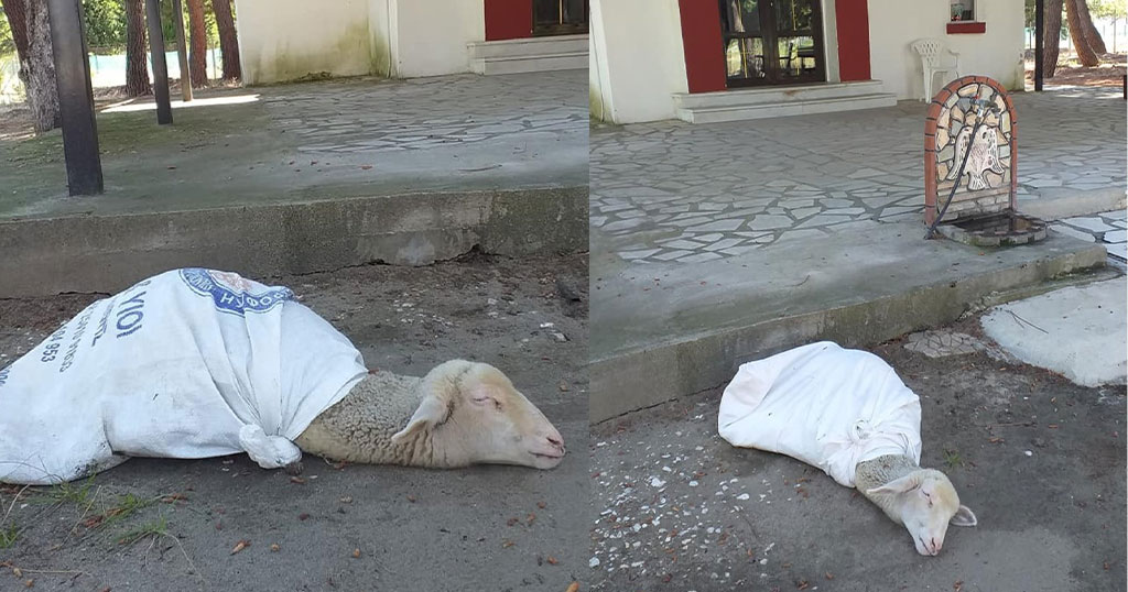 Καβάλα: Δεμένο ζωντανό προβατάκι για «τάμα» στην εκκλησία