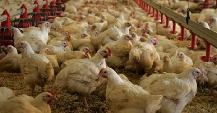 Kίνα: Πρώτο κρούσμα του στελέχους H10N3 της γρίπης των πτηνών σε άνθρωπο