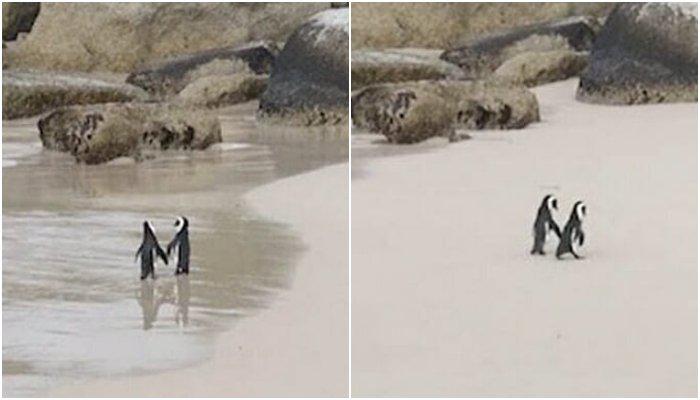 Ζευγάρι πιγκουίνων απολαμβάνει τη βόλτα του πιασμένο χέρι χέρι