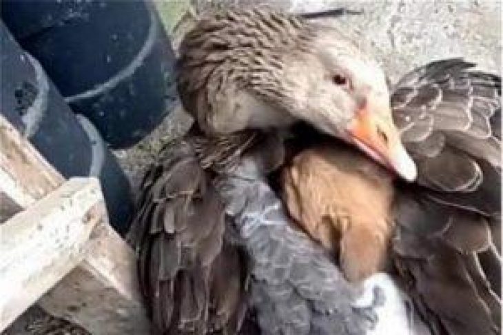 Χήνα: φυλάσσει αδέσποτο κουτάβι στην αγκαλιά της