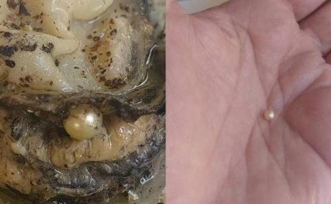 Πάτρα: Απίστευτη τύχη για ιδιοκτήτρια ουζερί – Τα στρείδια της έκρυβαν μέσα μαργαριτάρι