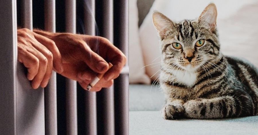 Επιτέλους η πρώτη προφυλάκιση για βασανισμό ζώου στην Ελλάδα – Φυλακή για 23χρονο Έλληνα
