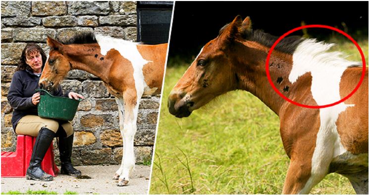 Άλογο γεννήθηκε με σχήμα αλόγου στην πλάτη του και είναι ό,τι πιο όμορφο έχετε δει