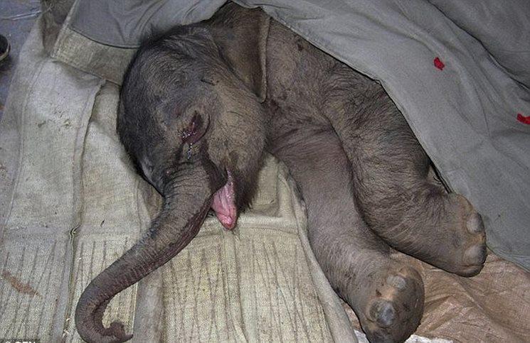Τα ζώα έχουν συναισθήματα – Αυτό το ελεφαντάκι έκλαιγε για 5 ώρες όταν το πήραν από τη μητέρα του