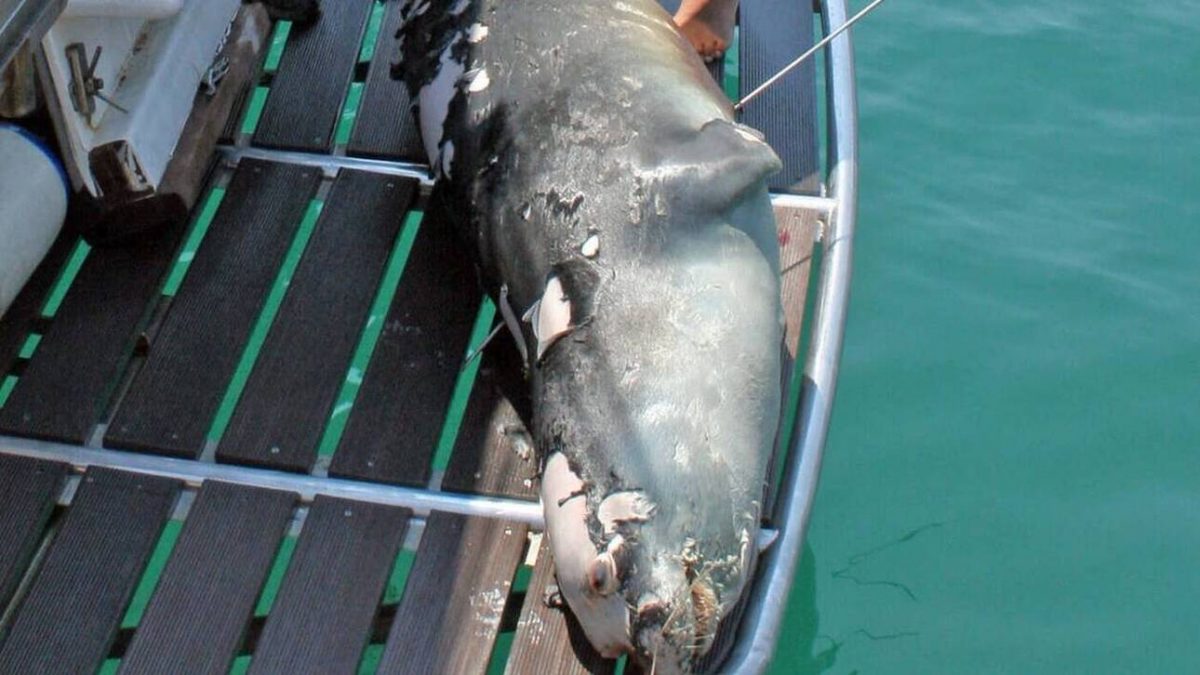 Αλόννησος: Σκότωσαν με ψαροντούφεκο τη φώκια σύμβολο του νησιού, τον Κωστή