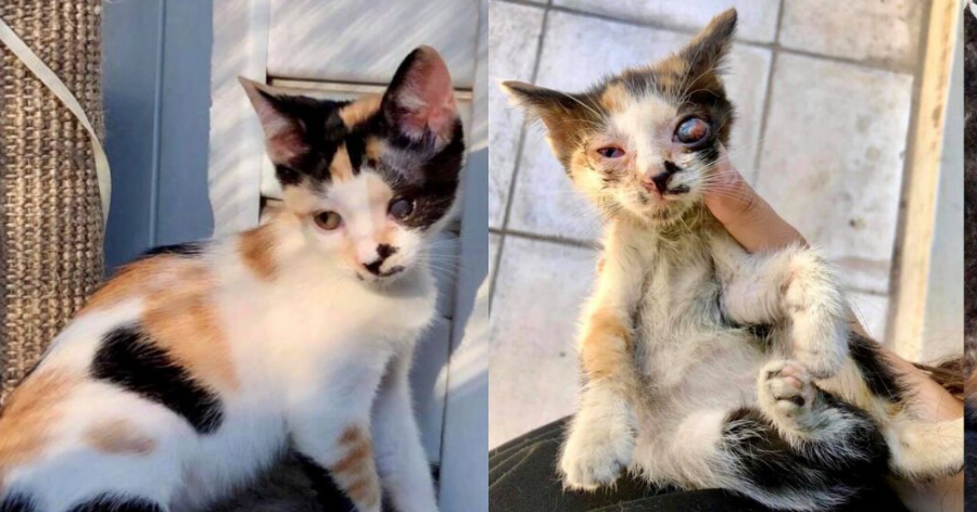 Μια ιστορία αγάπης: Ένα ημίτυφλο γατάκι που πήγαινε για ευθανασία στάθηκε τυχερό και βρήκε σπίτι