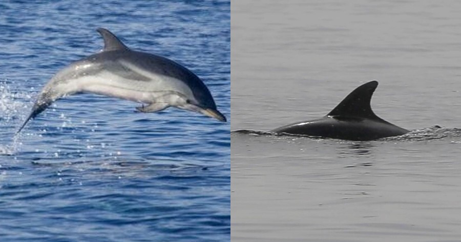 Απίστευτη διάσωση κολυμβητή από δελφίνια – Αγνοούνταν για πάνω από 12 ώρες