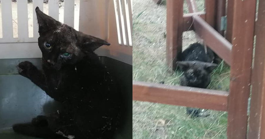Μικρούλι γατάκι γεμάτο εγκαύματα σώθηκε στις φωτιές στη Βαρυμπόμπη