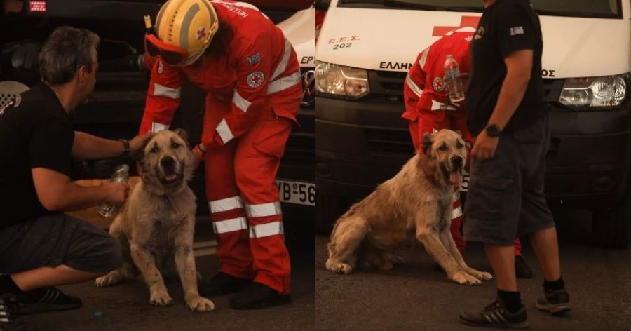 Ήρωες αστυνομικοί έσωσαν σκύλο από την πύρινη λαίλαπα στη Βαρυμπόμπη