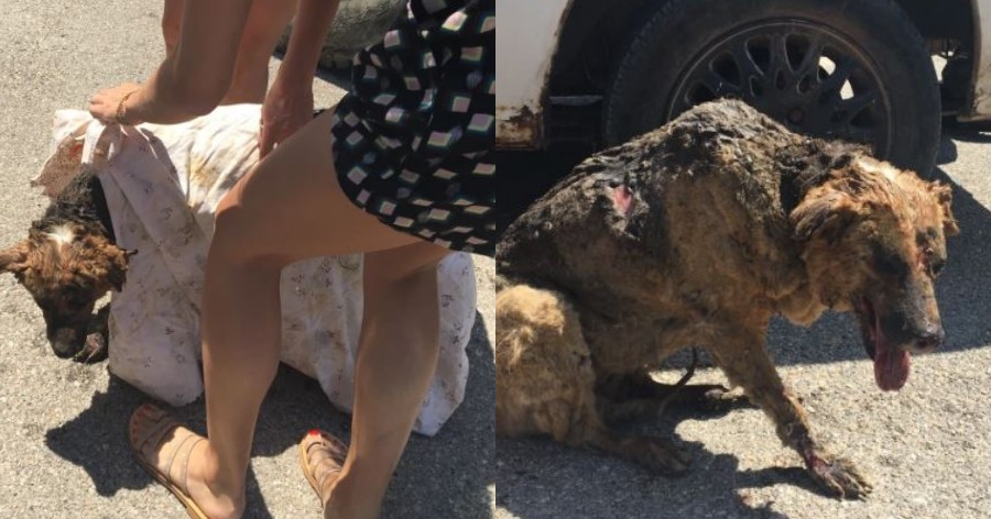 Κάτοικοι φροντίζουν σκύλο με εγκαύματα που σώθηκε από την φωτιά στα Βίλια