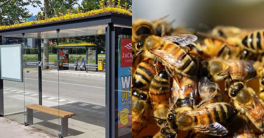 Προσπάθειες για να βοηθηθούν οι μέλισσες, γίνονται στην Ολλανδία: Οι στάσεις των λεωφορείων έγιναν κήποι με έντονο μελισσοκομικό ενδιαφέρον