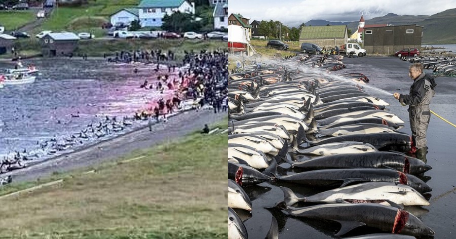 Η μεγαλύτερη σφαγή δελφινιών στην ιστορία: Σκότωσαν 1.428 για ένα έθιμο στα Νησιά Φερόε