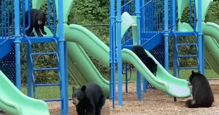 Μαμά αρκούδα πήγε το μωρό της σε παιδική χαρά και ξετρελάθηκαν με τα παιχνίδια