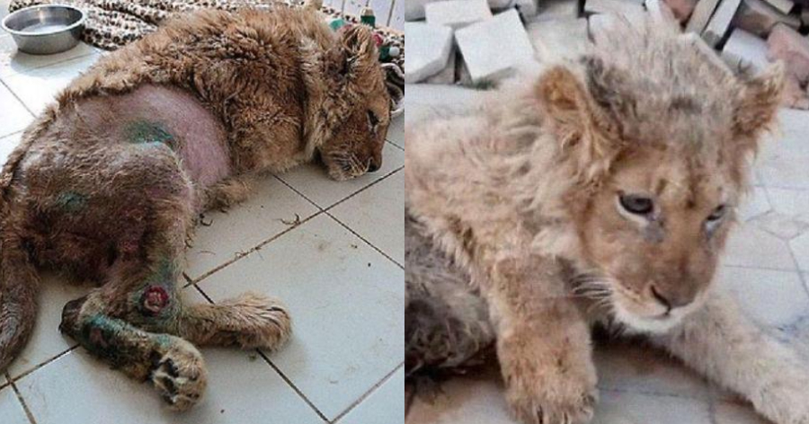 Φρικτό έγκλημα: Έσπασαν τα πόδια σε μωρό λιοντάρι, για να τραβήξουν φωτογραφίες με τουρίστες