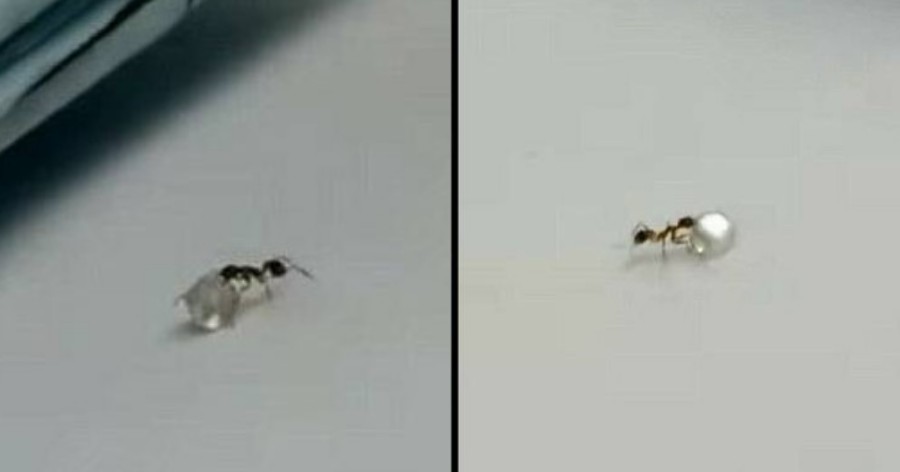 Μυρμήγκι κλέβει διαμάντι από κοσμηματοπωλείο και γίνεται viral