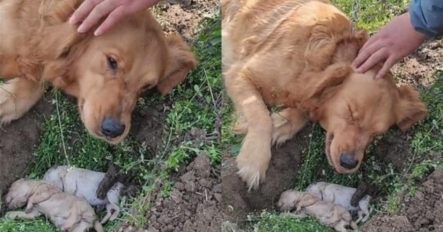 Σκυλίτσα έχασε στη γέννα τα μικρά της και σκάβει συντετριμμένη τον τάφο τους – Αρνείται να τα αποχωριστεί