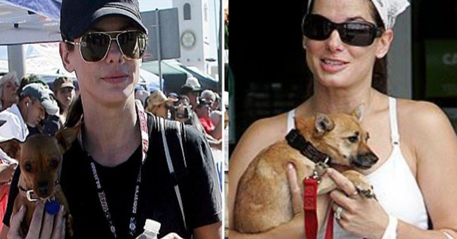 Η Sandra Bullock υιοθετεί ανάπηρα ζωάκια και τα γλυτώνει από ευθανασία