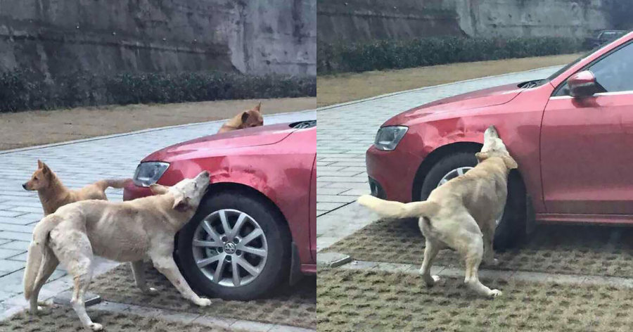 Σκύλος εκδικείται: Oδηγός τον κλώτσησε για να παρκάρει και εκείνος του κατέστρεψε το αμάξι