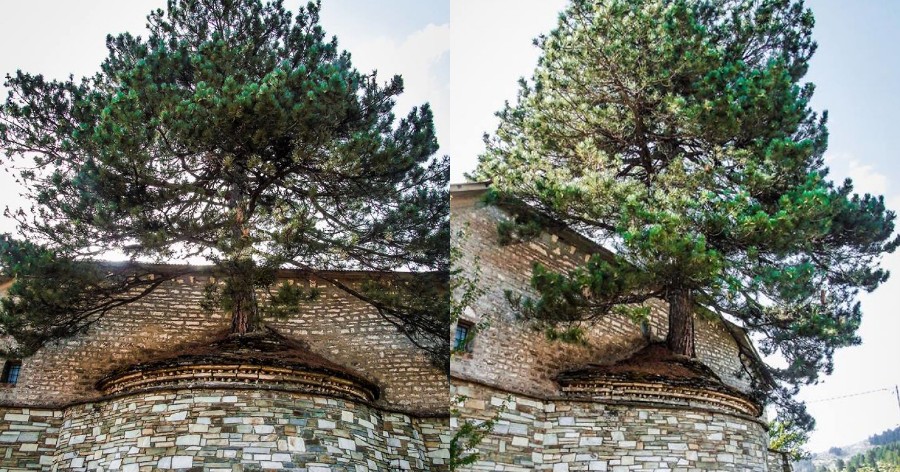Μέγα Θαύμα: 100 χρονών δέντρο μεγαλώνει μέσα στο ιερό εκκλησίας στα Γρεβενά