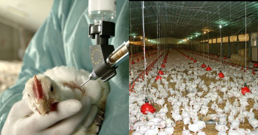 Συναγερμός στην Ευρώπη: Ραγδαία εξάπλωσης της γρίπης των πτηνών – Μεταδίδεται και στον άνθρωπο
