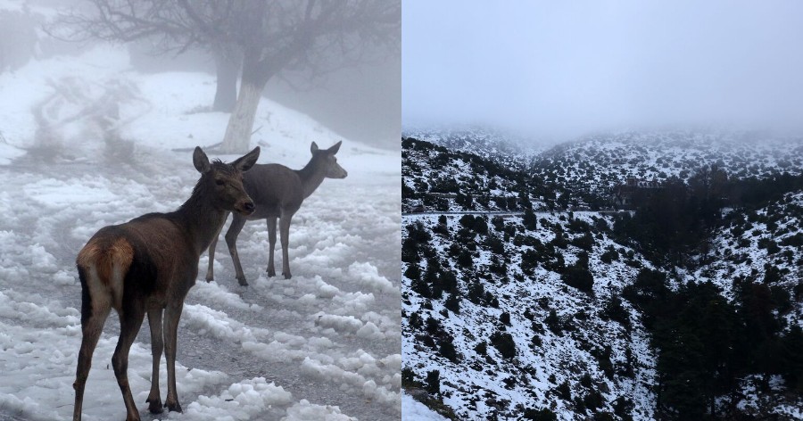 Ελάφια στην Πάρνηθα: Εντυπωσιακές εικόνες από το χιονισμένο τοπίο