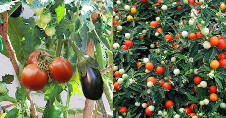 Σολανόδεντρο: Το μοναδικό δέντρο στο οποίο φυτρώνουν ταυτόχρονα ντομάτες, μελιτζάνες και πιπεριές