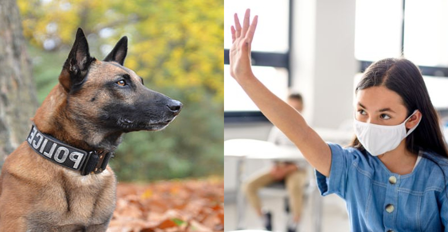 Το είδαμε και αυτό: Αστυνομικοί σκύλοι θα μυρίζουν τους μαθητές για κορωνοϊό στα σχολεία