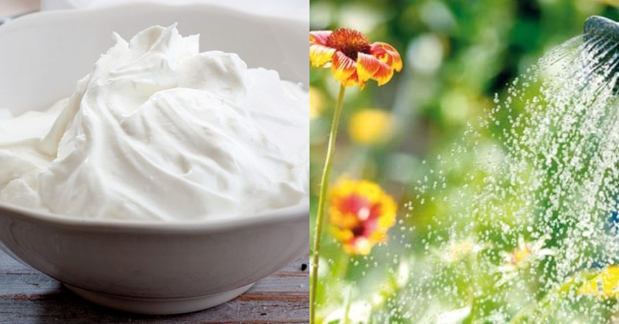 Ανακάτεψε νερό με γιαούρτι και πότισε τα λουλούδια – Το αποτέλεσμα θα σας αφήσει με το στόμα ανοιχτό