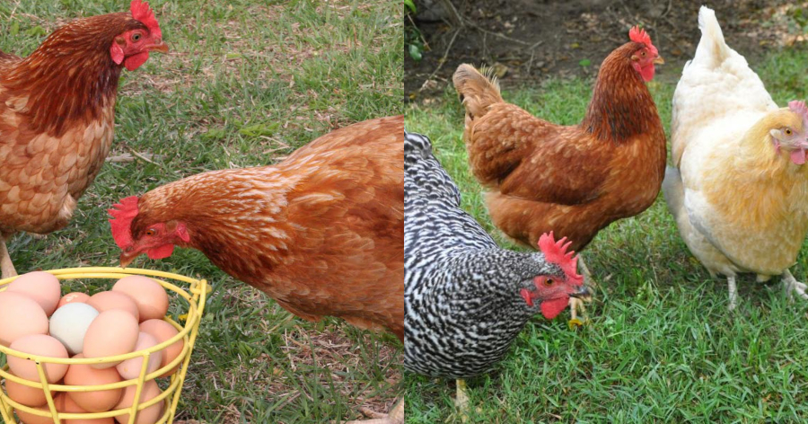 Όλα τα μυστικά διατροφής για τις κότες σας ώστε να γεννάνε αυγά ασταμάτητα
