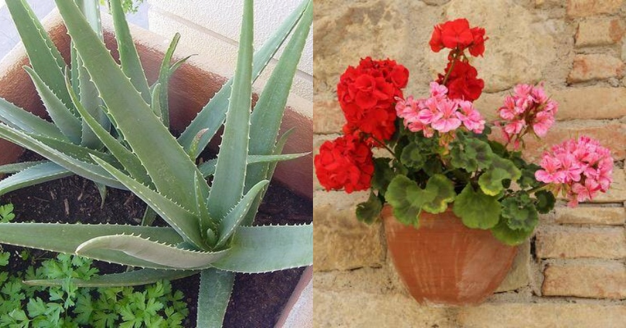 Καθαρίζουν το αέρα του εσωτερικού χώρου: Τα 10 φυτά που είναι καλύτερα από οποιαδήποτε συσκευή