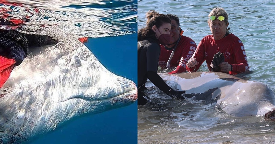 Φάλαινα στην Ελλάδα: Συγκίνηση για τη φάλαινα στον Άλιμο – Ελεύθερη να κολυμπήσει μετά από ένα 24ωρο αγωνίας