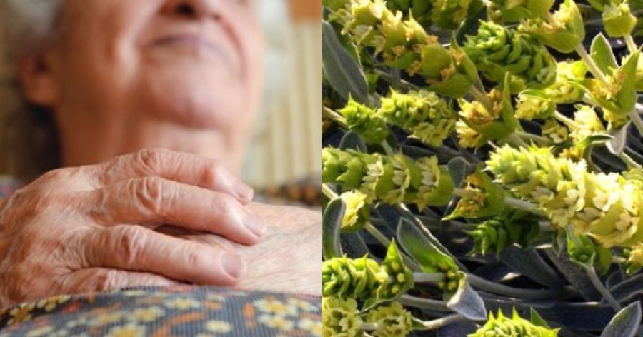 Νόσος Αλτσχάιμερ: Το ελληνικό βότανο που μειώνει αισθητά τις επιπτώσεις της ασθένειας