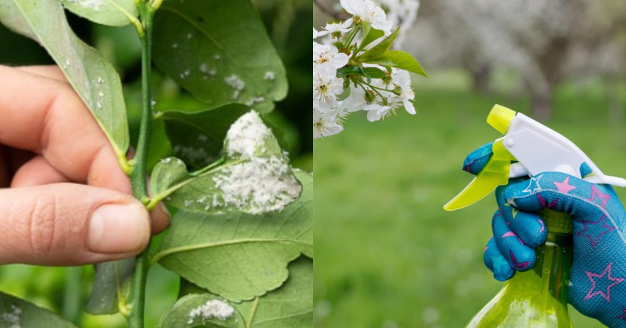 Ξίδι: 7 εκπληκτικοί, εύκολοι και οικονομικοί τρόποι για να το χρησιμοποιήσετε στον κήπο ή την αυλή σας