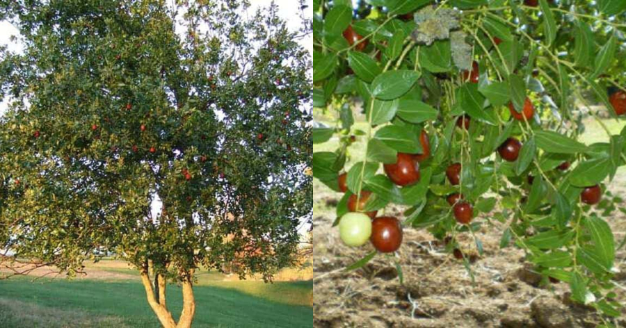 Τζιτζιφιά: Το δέντρο – γιατρός με τους ωφέλιμους καρπούς και όλες οι θεραπευτικές ιδιότητες