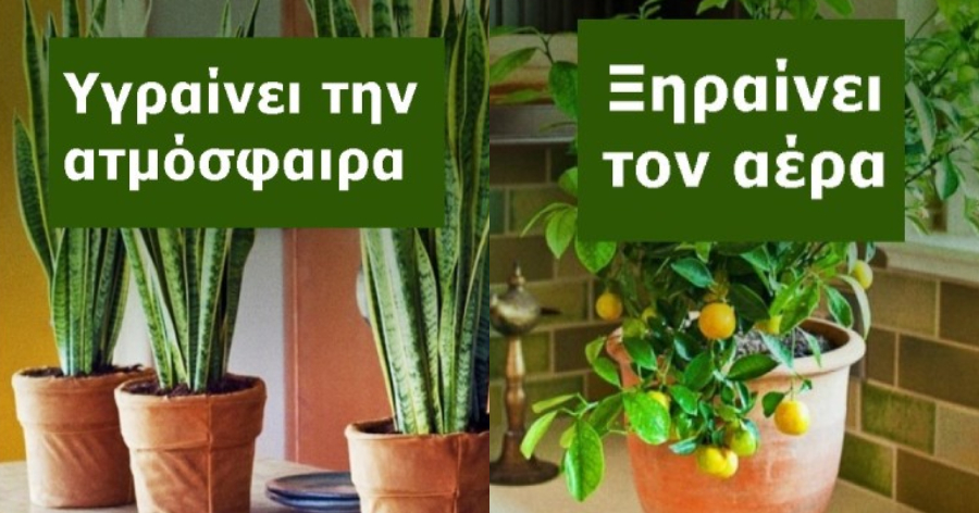 Φυτά εσωτερικού χώρου: Τα 10 φυτά για καθαρή ατμόσφαιρα και για τη σωστή υγρασία στο σπίτι σας