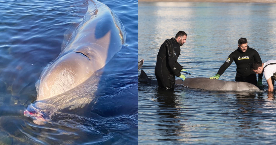 Μεγάλη θλίψη για τη φάλαινα Ζιφιός: Βρέθηκε νεκρή στα παράλια της Σαλαμίνας