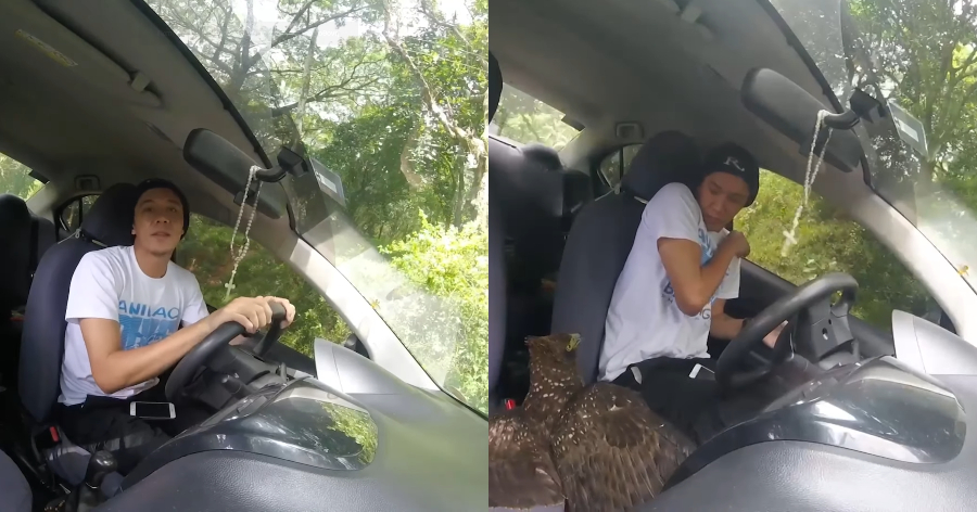 Απίστευτο περιστατικό: Πληγωμένος αετός πετάει μέσα σε κινούμενο αυτοκίνητο ζητώντας βοήθεια