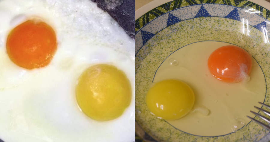 Κρόκος αυγού: Τι σημαίνει αν είναι πορτοκαλί ή κίτρινος – Ποιος είναι ο πιο υγιεινός
