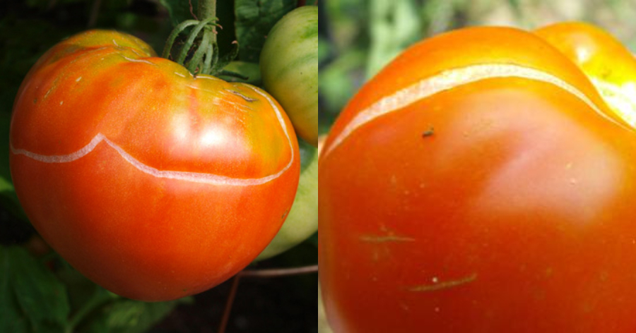 Το κόλπο για τις ντομάτες που σκάνε και έχουν ρωγμές – Δεν χρειάζονται πέταμα