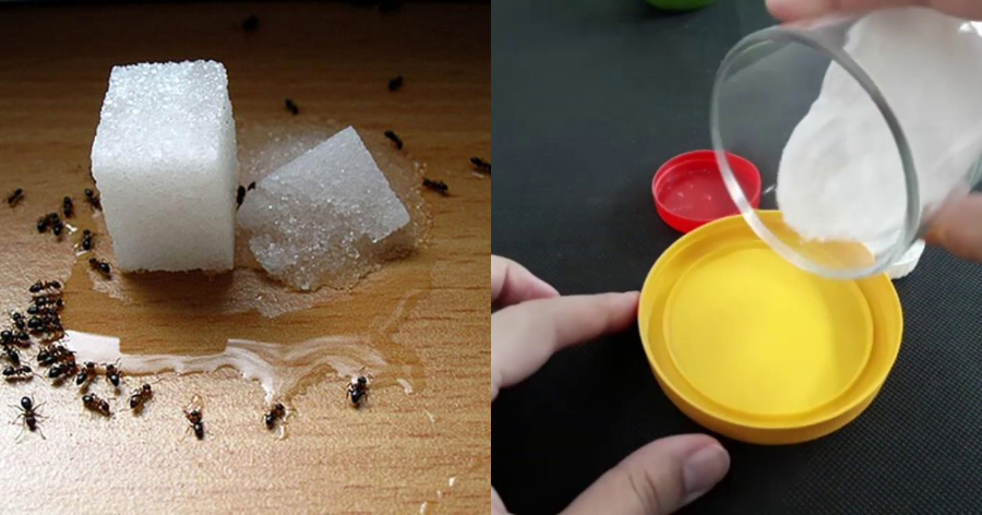 Τέλος στο πρόβλημα: Η μυρωδιά που δεν μπορούν να αντέξουν τα μυρμήγκια και οι κατσαρίδες