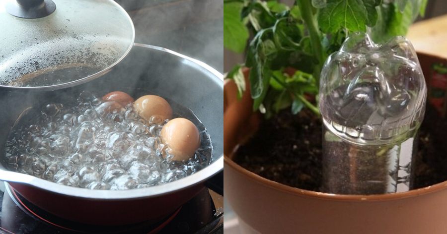 Απίστευτο κόλπο με το βρασμένο νερό από τα αυγά – Θαυματουργό αποτέλεσμα στα φυτά