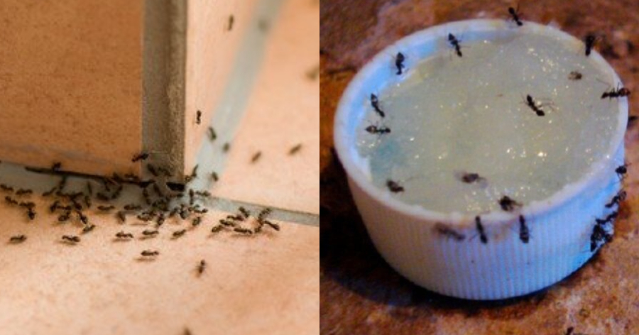 Μυρμήγκια στο σπίτι: Έξυπνα κόλπα για να τα εξαφανίσετε μία για πάντα από το σπίτι και τη βεράντα σας