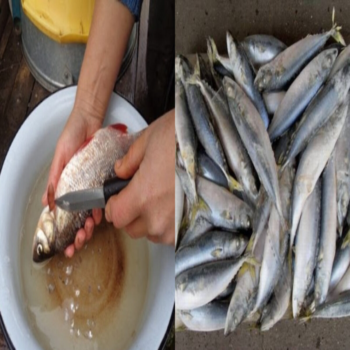 Ψάρια προς αποφυγή: 9 ψάρια που δεν πρέπει να καταναλώνουμε