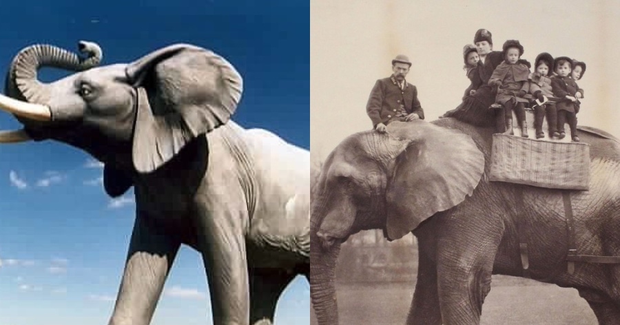 Ντάμπο το ελεφαντάκι: Το τραγικό τέλος του αλκοολικού ελέφαντα που βασανίστηκε και κακοποιήθηκε
