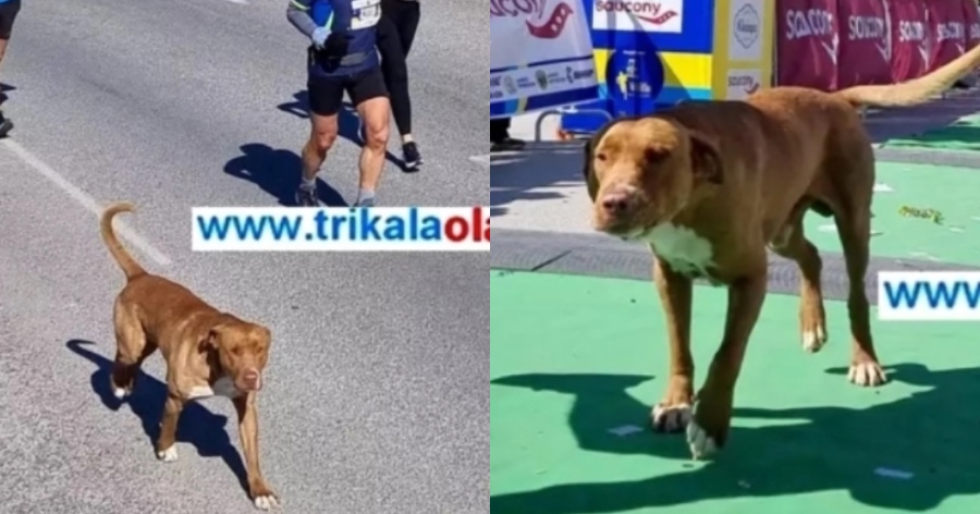 Αδέσποτος σκύλος στα Τρίκαλα: Έτρεξε 21 χιλιόμετρα στον ημιμαραθώνιο και τερμάτισε κανονικά