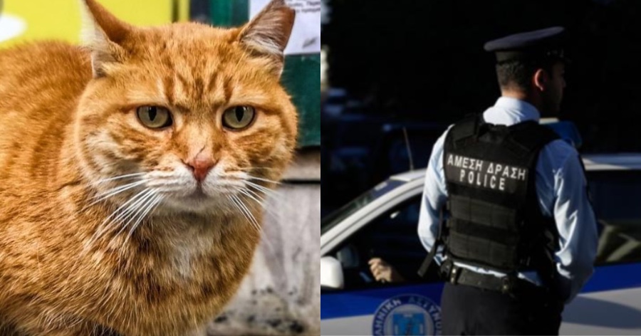 30 χιλιάδες ευρώ πρόστιμο σε άνδρα που πυροβόλησε γάτα στην Κρήτη