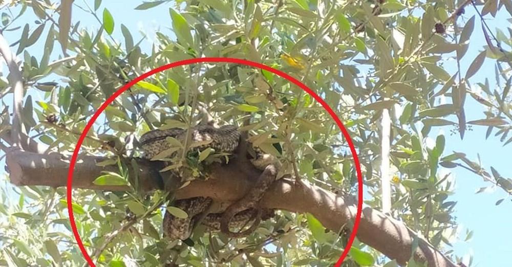 Αγρότης είδε τεράστια φίδια να κρέμονται σε ελιά πάνω από το κεφάλι του: Τρόμος στη Μεσσηνία