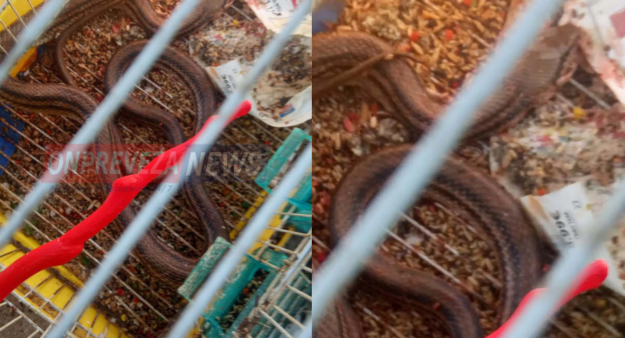 Φίδι τρύπωσε σε κλουβί και καταβρόχθισε 16 καναρίνια στην Πρέβεζα