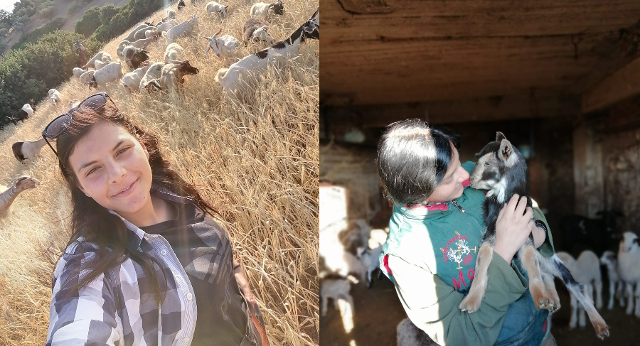 Μαρία Ρέτσα: Η 20χρονη κτηνοτρόφος που ξυπνάει από τα χαραμάτα και βόσκει 100 γιδοπρόβατα στην Εύβοια δίνει το παραδείγμα για την νέα γενιά