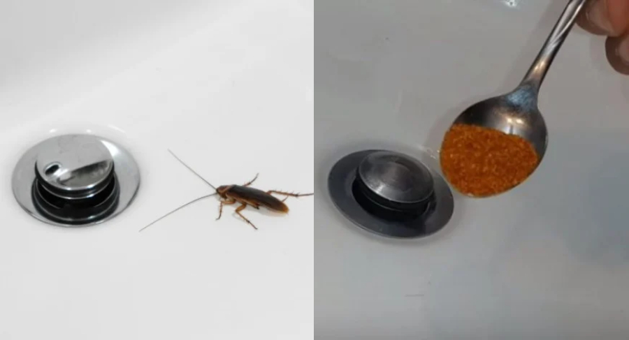 Κατσαρίδες: Με μόλις μια κουταλιά θα τις εξαφανίσεις για μήνες από το μπάνιο σου